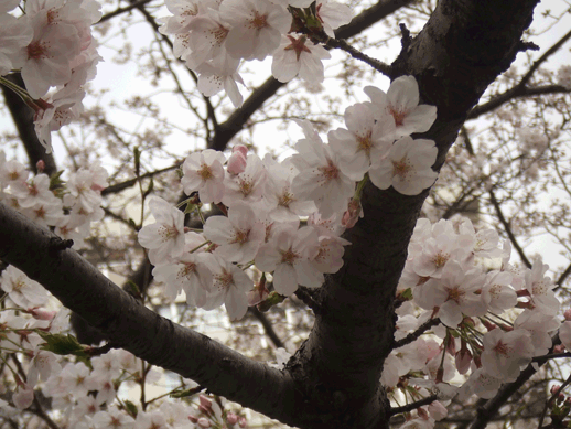a0085647_18502075.gif