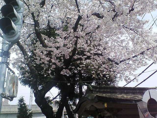 王子の桜風景5葉_b0021251_1433243.jpg