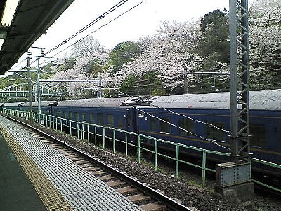 王子の桜風景5葉_b0021251_143485.jpg