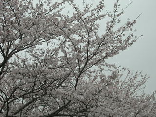 桜_e0109554_19215120.jpg