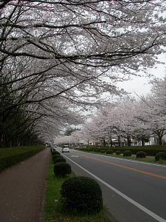 桜_e0109554_19221355.jpg
