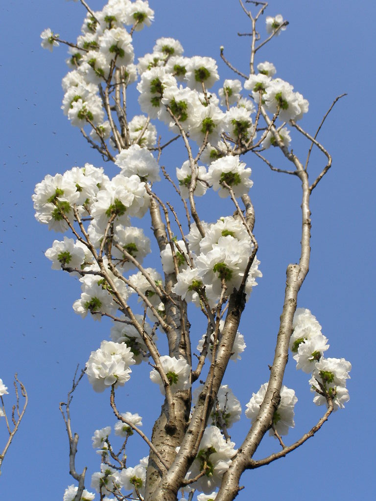 e0064158_16264.jpg