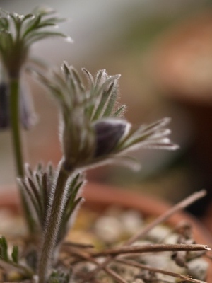 Pulsatilla pratensis_d0025568_1727922.jpg