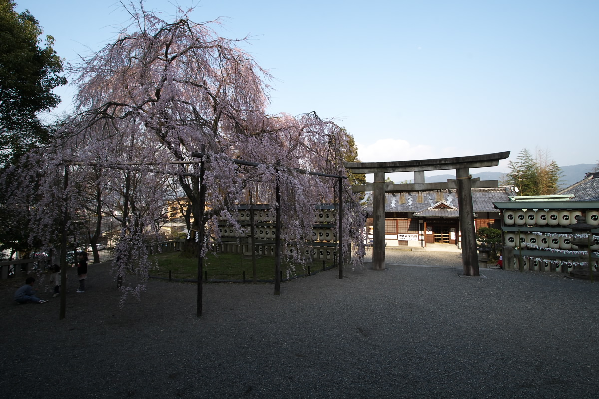 京都　山科　大石神社　<大石桜>_f0021869_21133934.jpg