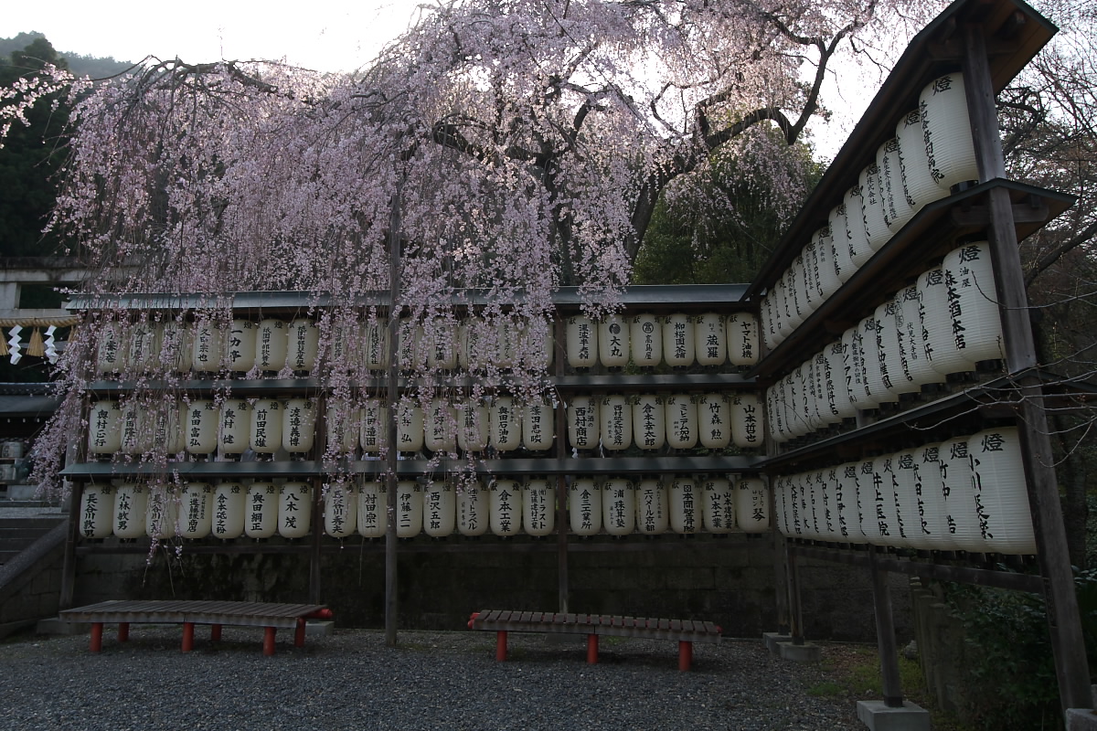 京都　山科　大石神社　<大石桜>_f0021869_21144922.jpg