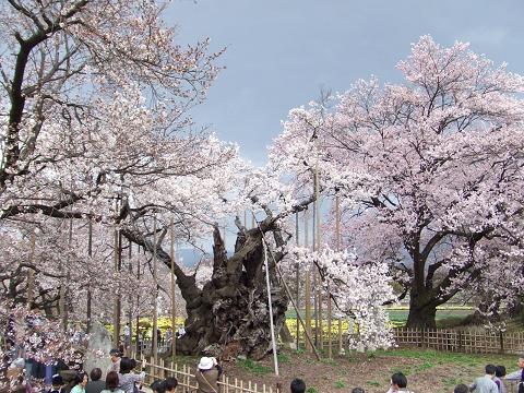 神代桜_d0078471_10132753.jpg