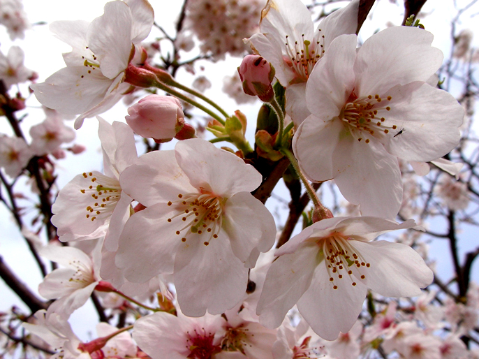 地味〜に……花見。_f0000673_0502269.jpg