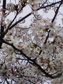 桜が満開! 井の頭恩賜公園_f0112873_18148.jpg