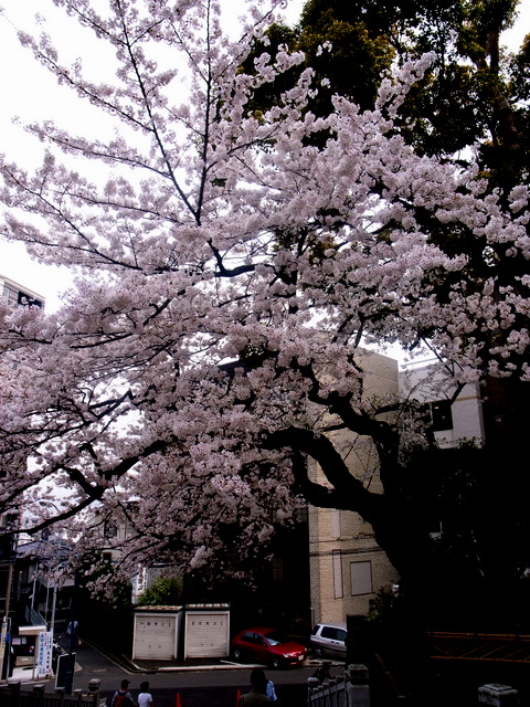 桜と宴_f0046675_2139542.jpg