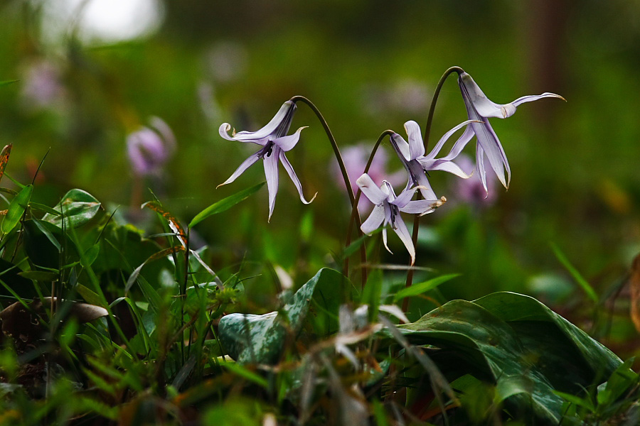 かたくりの花　（2007.4.1）_a0049978_0255621.jpg