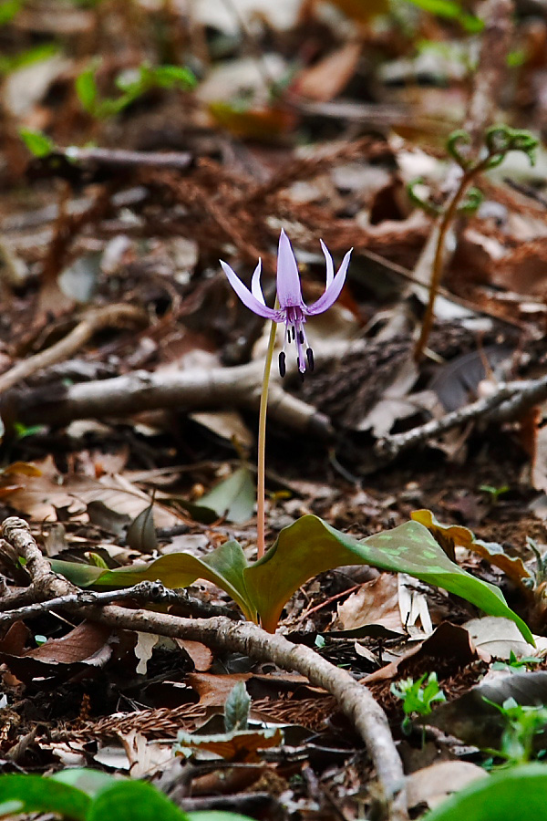 かたくりの花　（2007.4.1）_a0049978_029137.jpg