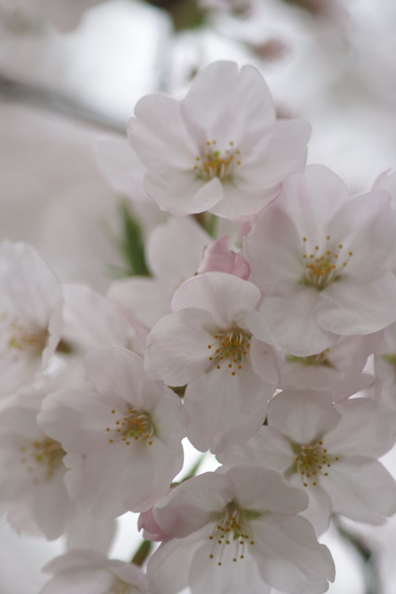 桜　－桜さまがみている。。。＊・・＊ー_d0079278_22304957.jpg