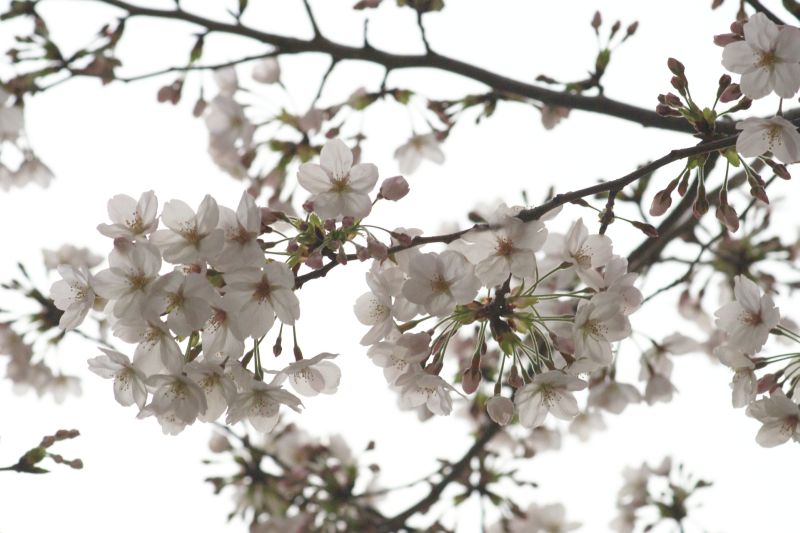 桜　－桜さまがみている。。。＊・・＊ー_d0079278_22333696.jpg