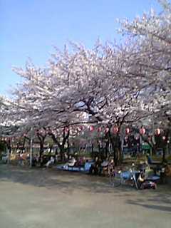 2007.03.29　桜本番！_b0010081_0521580.jpg