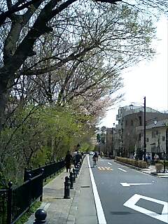 玉川上水の桜_d0071590_2305690.jpg