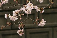 私の住む所・・・ハイツの桜！_d0025894_23301771.jpg