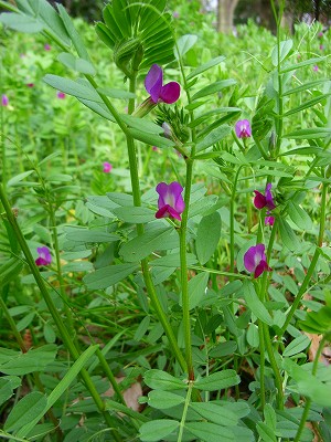 花見じゃなくて「人見」_e0114895_12134276.jpg