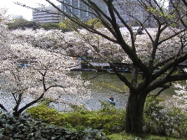 ２００７年千鳥ヶ淵お花見－昼間の桜＾＾－_c0035297_1535496.jpg