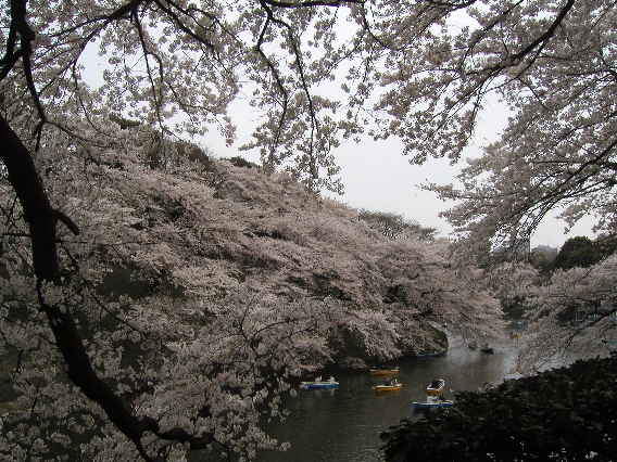 ２００７年千鳥ヶ淵お花見－昼間の桜＾＾－_c0035297_1654456.jpg