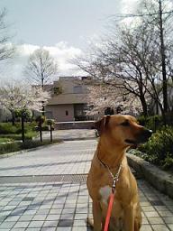 今年も 桜が咲いた!_d0092605_174212.jpg