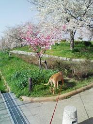 今年も 桜が咲いた!_d0092605_1754013.jpg