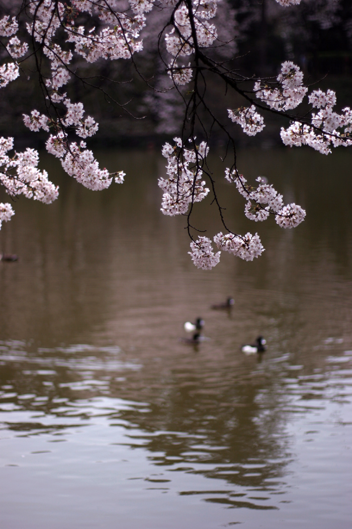 Sakura snap #2_e0022810_21371711.jpg