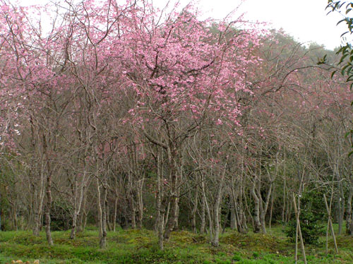 嵯峨野_e0048413_2341747.jpg