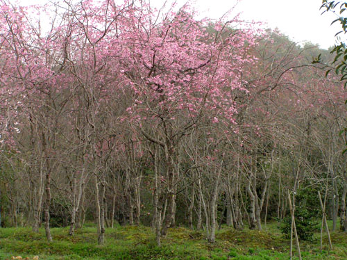 嵯峨野_e0048413_2341747.jpg