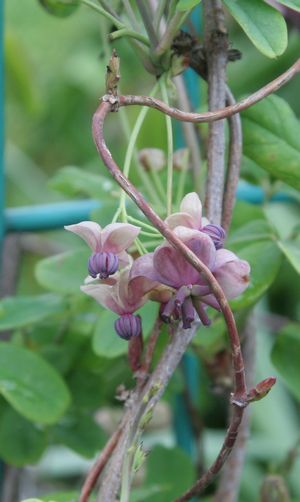 Amazon.co.jp: イーハトーヴの植物学: 花壇に秘められた宮沢賢治