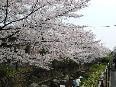 桜吹雪の中で物思う_e0005435_01139.jpg