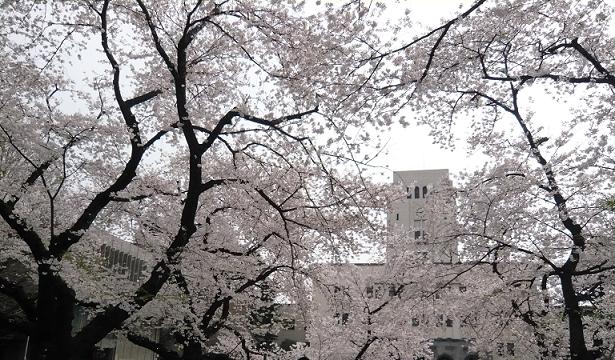 桜吹雪の中で物思う_e0005435_0124597.jpg