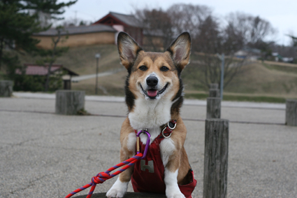 門の犬　気取りし顔で　一つ吠え_b0031538_019359.jpg