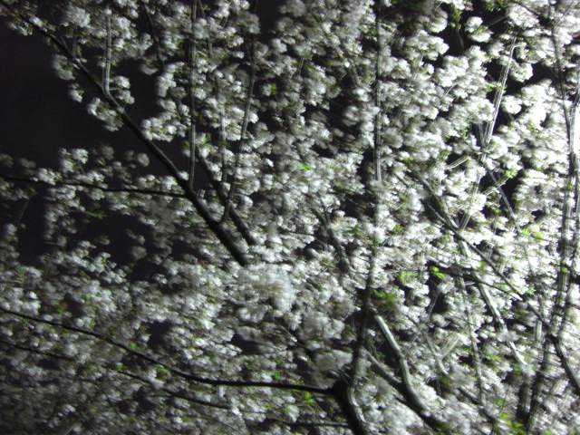 揺れる夜桜_d0097144_2229712.jpg