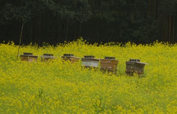 里山の話（８３）＜ミツバチの巣箱＞_f0002248_19403356.jpg