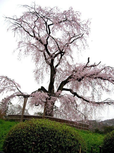 【「そうだ、京都行こう！」円山公園の枝垂れ桜】_b0009849_12551443.jpg