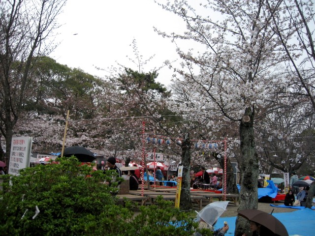 【「そうだ、京都行こう！」円山公園の枝垂れ桜】_b0009849_12583479.jpg