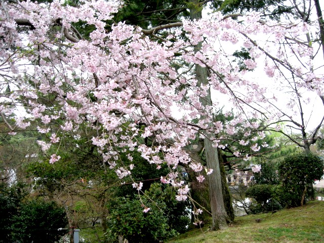 【「そうだ、京都行こう！」円山公園の枝垂れ桜】_b0009849_1303173.jpg
