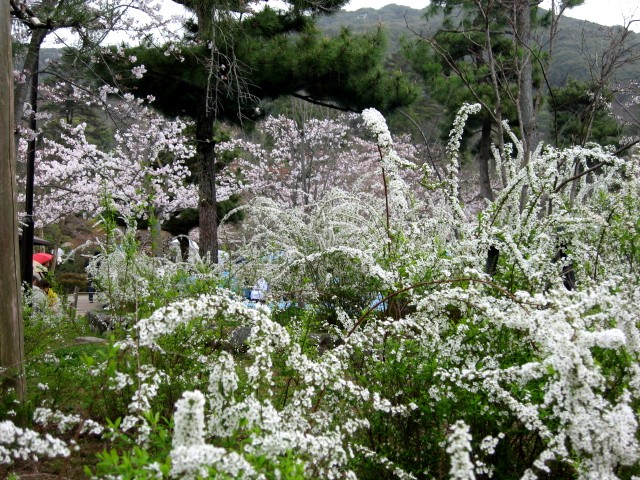 【「そうだ、京都行こう！」円山公園の枝垂れ桜】_b0009849_1323273.jpg