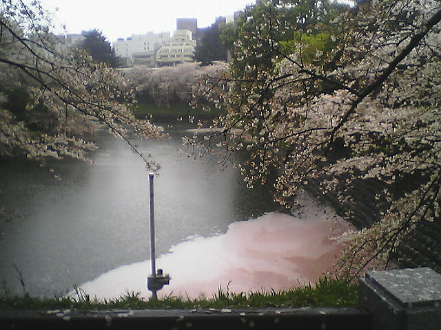 日本武道館で能 羽衣 千鳥ヶ淵の桜 能楽師 柴田稔 Blog