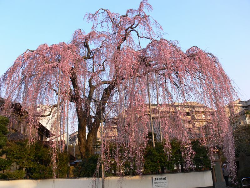 一本桜を撮影しています_c0059854_12442599.jpg