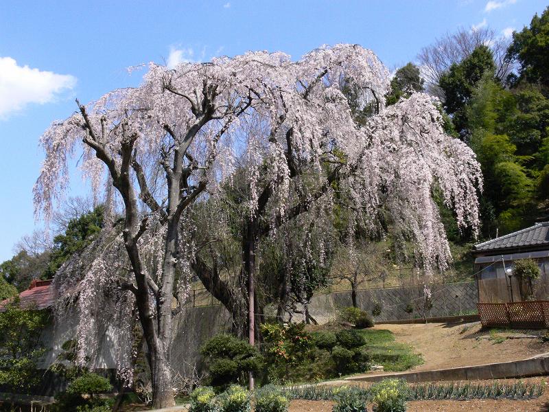 一本桜を撮影しています_c0059854_12464335.jpg