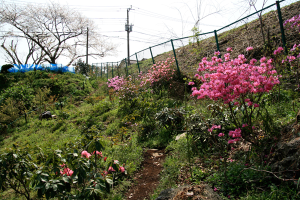 山の花畑。_b0022268_23161454.jpg