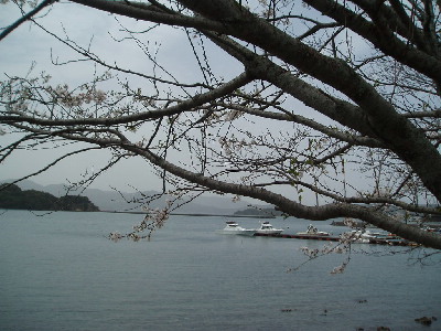桜とマリーナ_a0077071_18302819.jpg