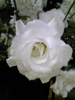 e0046477_1048599.jpg