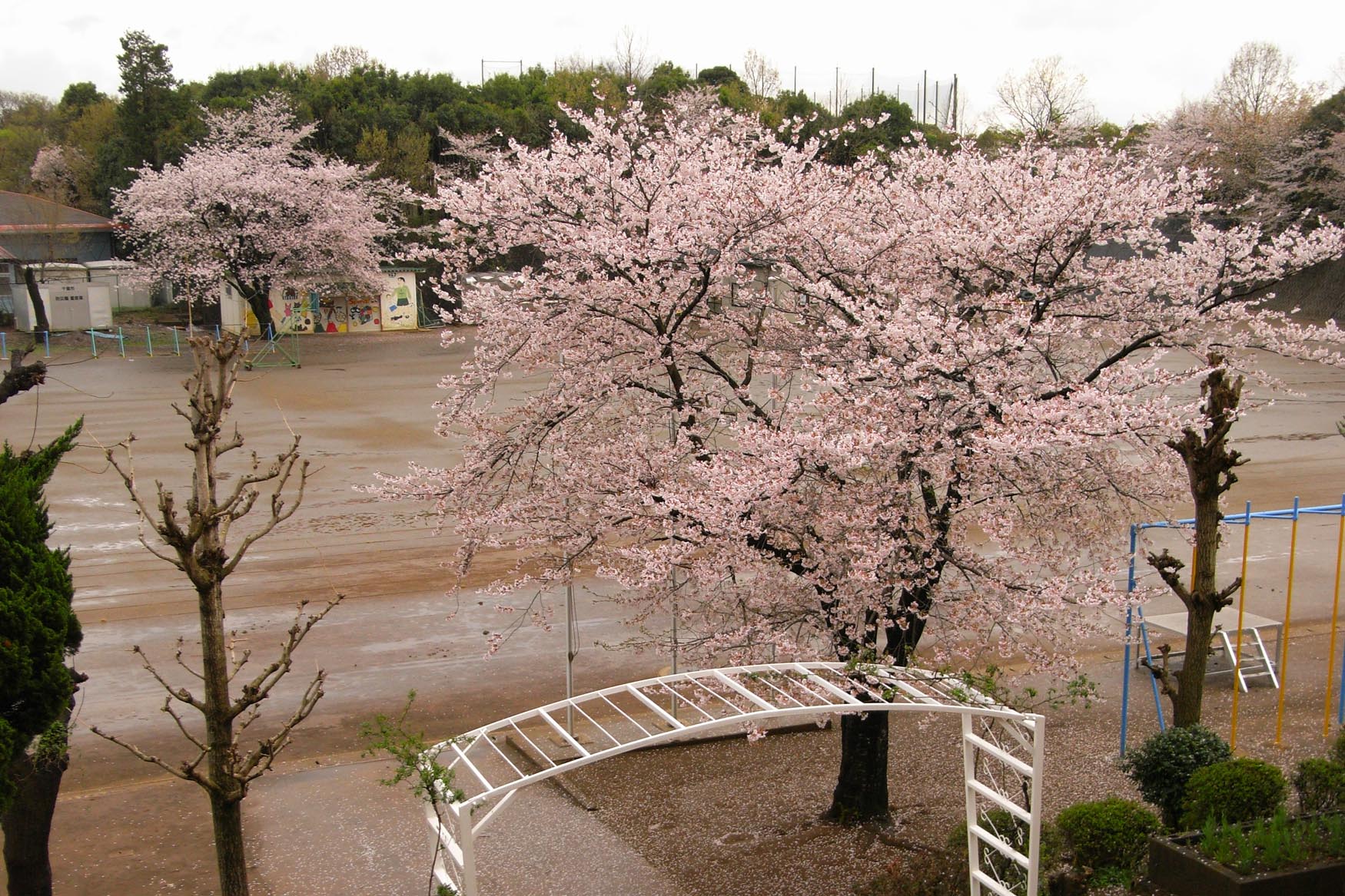 雨の中の桜_e0071178_21125274.jpg