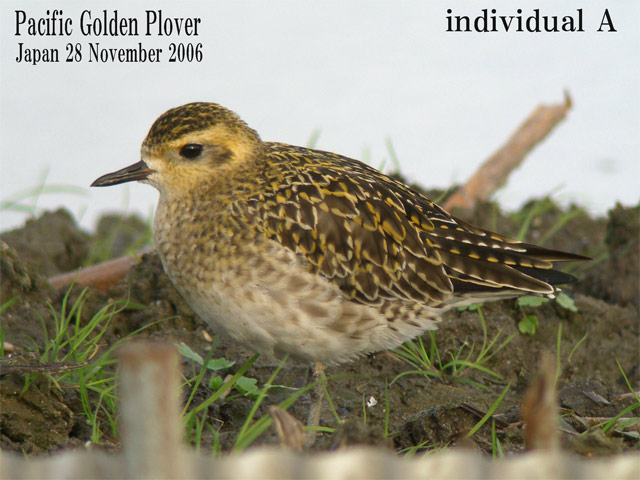 ムナグロ3 Pacific Golden Plover3 Pluvialis fulva : SHORE
