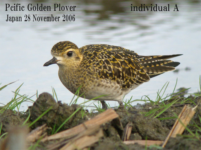 ムナグロ３　Pacific Golden Plover3    Pluvialis fulva_c0071489_2040366.jpg