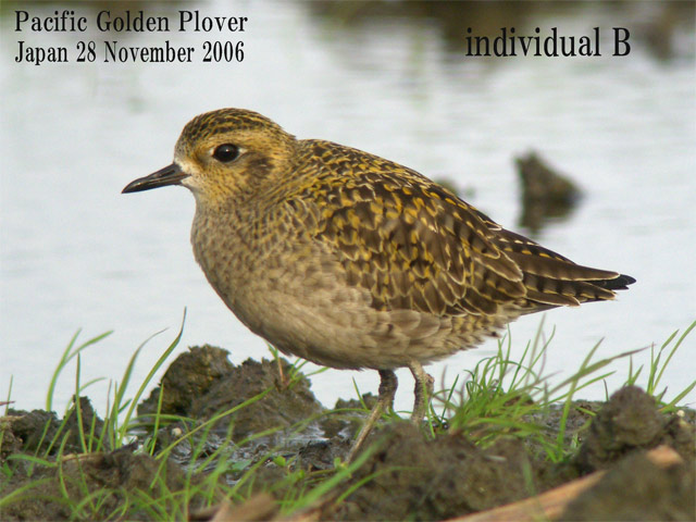 ムナグロ３　Pacific Golden Plover3    Pluvialis fulva_c0071489_20405916.jpg