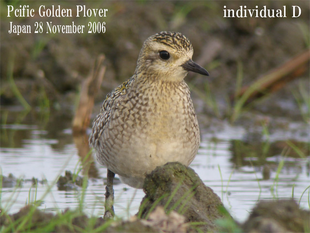 ムナグロ３　Pacific Golden Plover3    Pluvialis fulva_c0071489_20432940.jpg