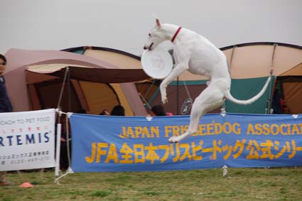 野田あたりウィ人口、最大　1_f0094391_22514183.jpg